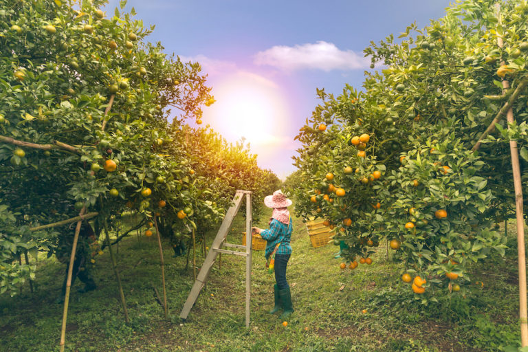 Harvest Employment Services and Jobs Bathurst Live Invest