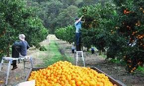 harvesting fruit picture